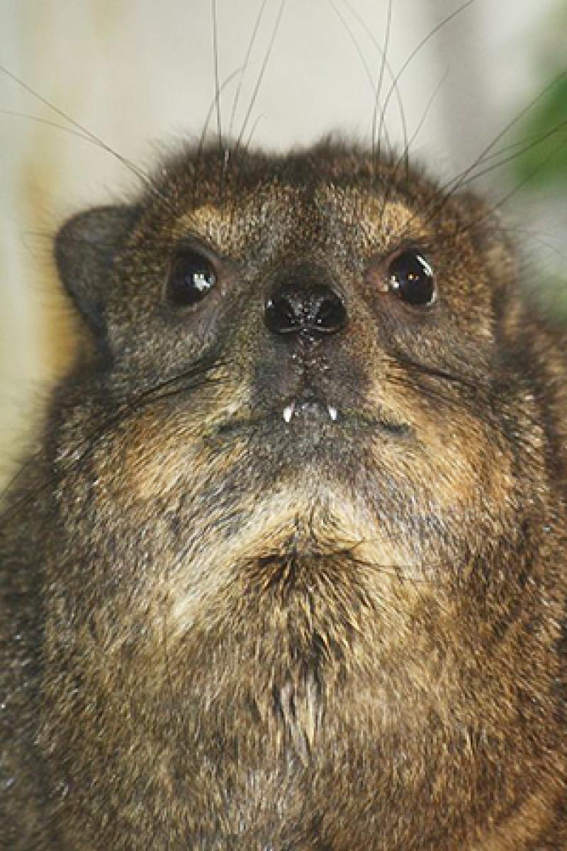 Hyrax teeth