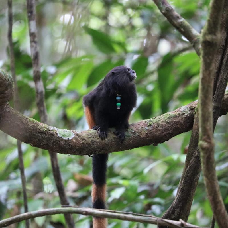 Tamarin in the field