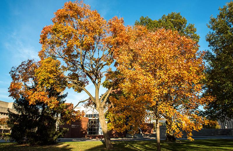 Oval autumn